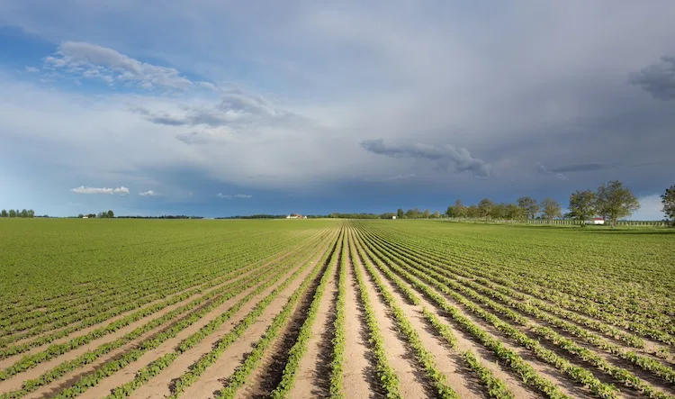 Pignoramento di un terreno agricolo, quando e perché succede: tutto quello che c’è da sapere
