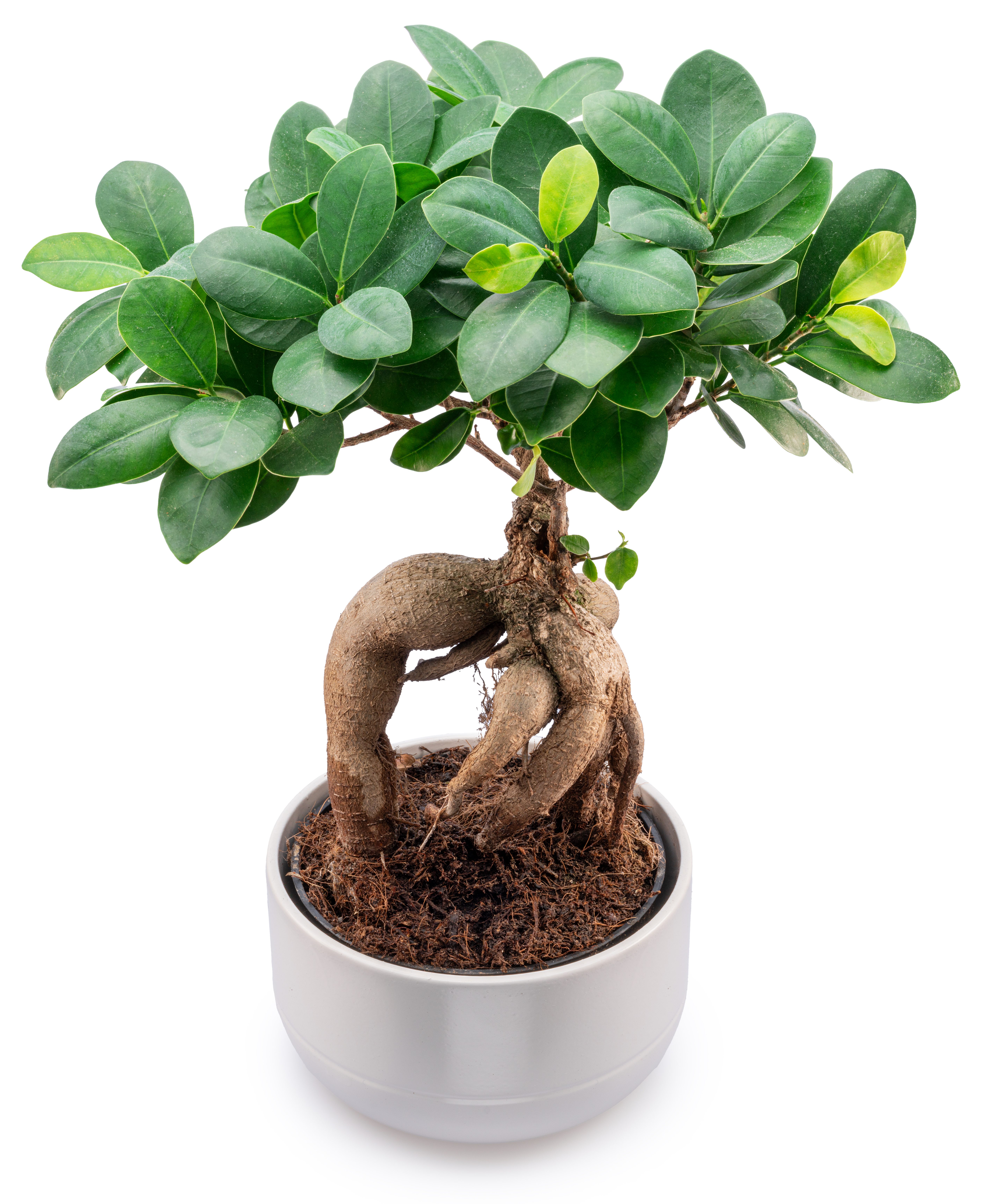 Bonsai Ginseng
