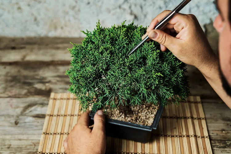Bonsai in casa o fuori? Ecco dove tenerli