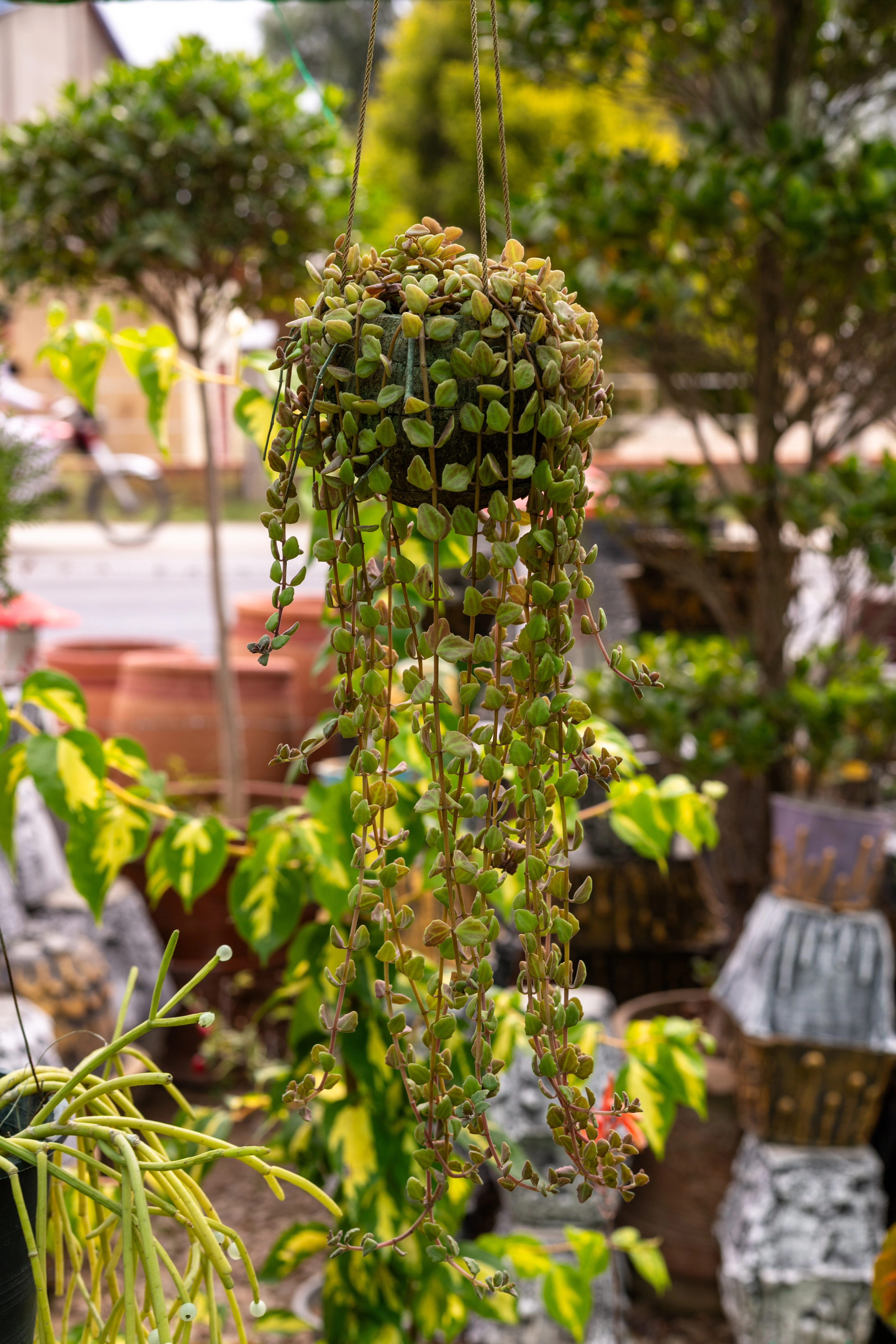 Peperomia