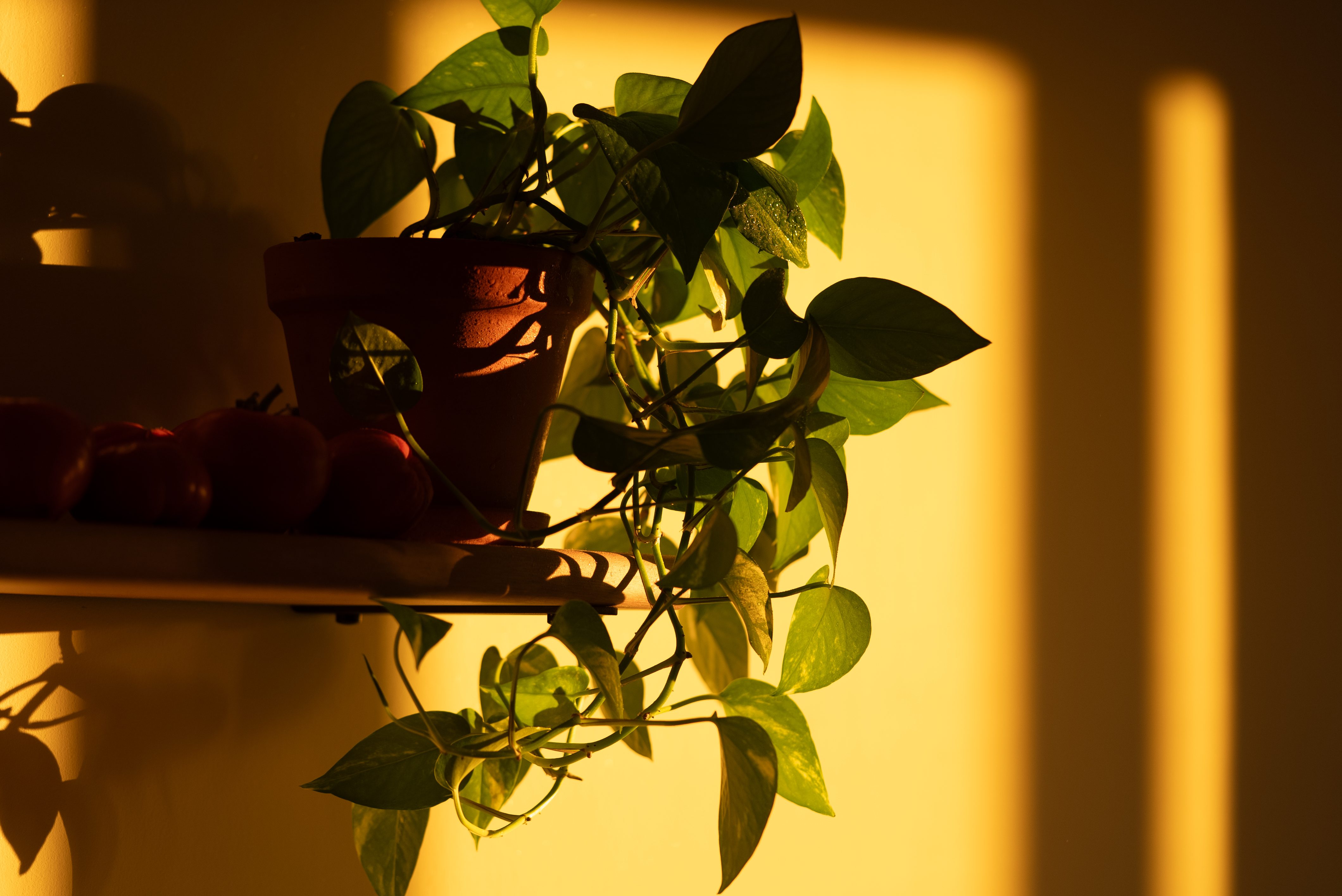 Pothos