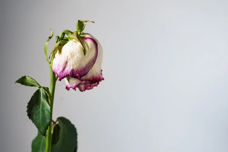 Dove si buttano i fiori appassiti?