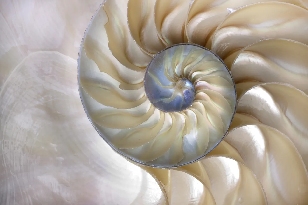 Nautilus House, la “casa conchiglia” a Città del Messico che vi lascerà a bocca aperta