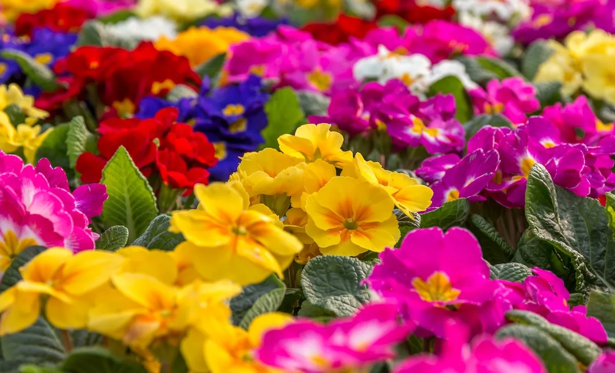 primula