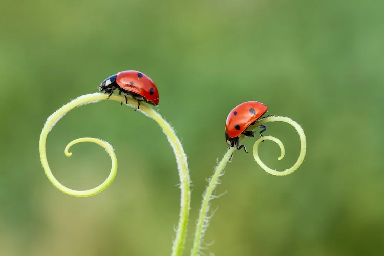 Come allontanare gli insetti da casa in primavera