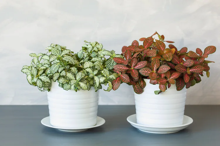 Fittonia, come prendersi cura della “pianta mosaico”