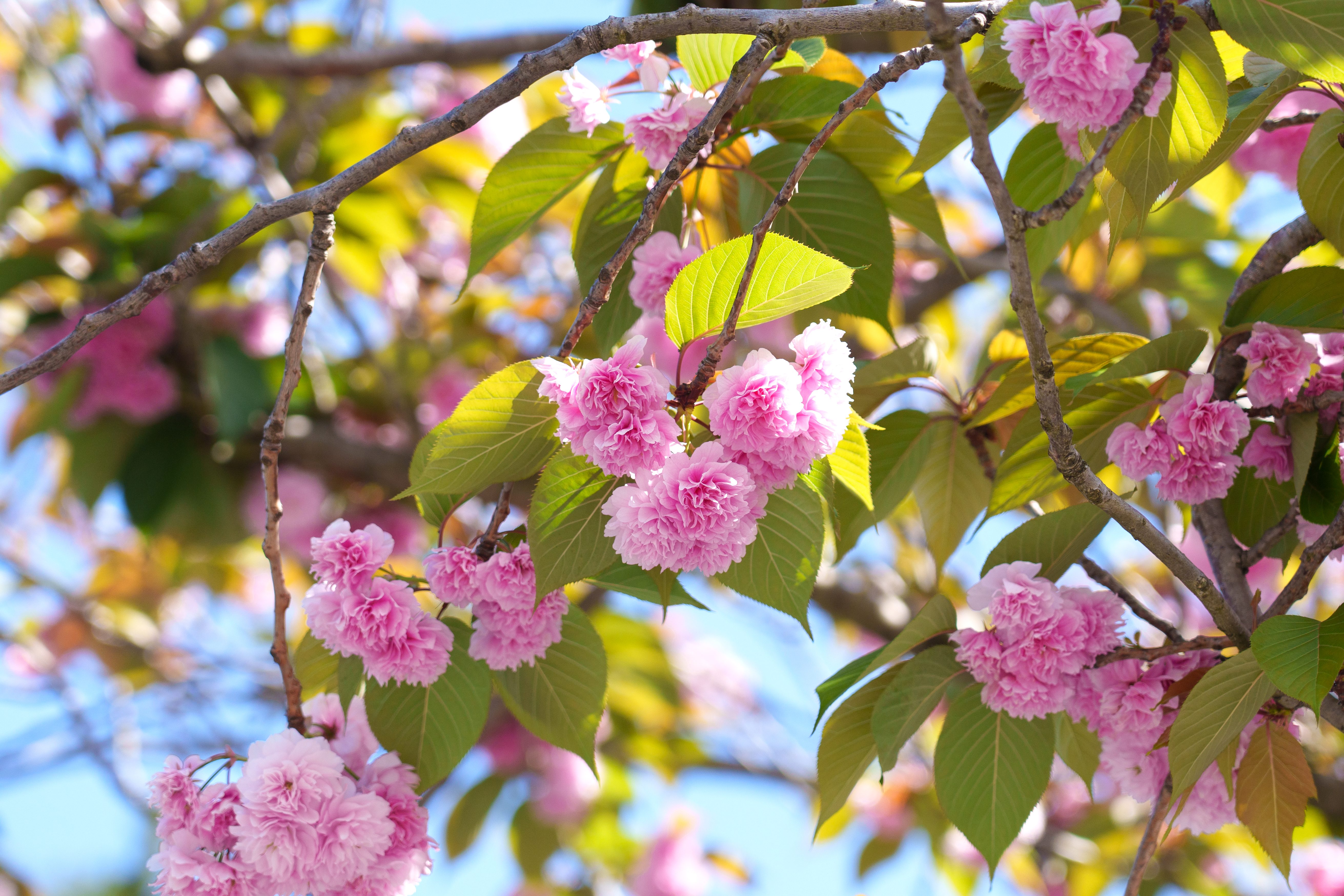 Prunus Serrulata 22Kanzan22