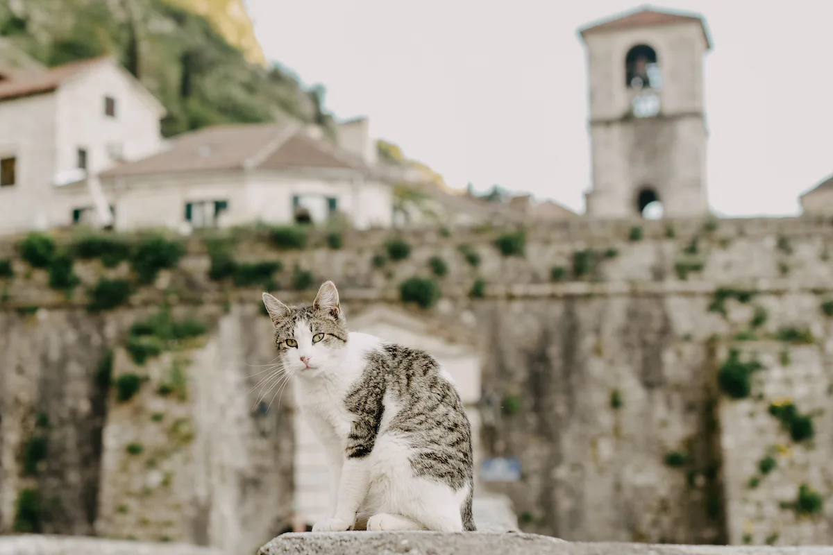 10 buoni motivi per visitare Kotor, la città dei gatti in Montenegro