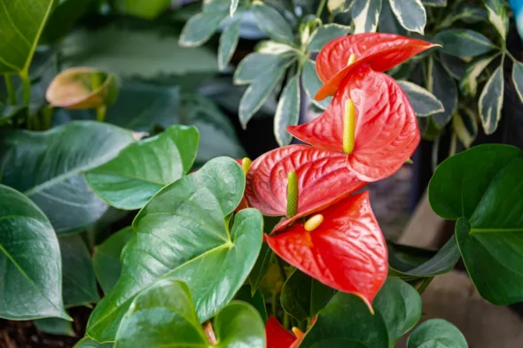 Anthurium: significato, caratteristiche e come prendersene cura