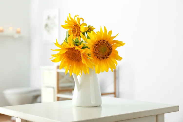 Girasole che non si apre, che fare?