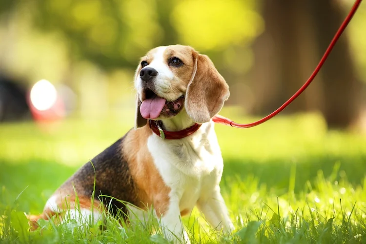 I cani in condominio possono essere tenuti senza guinzaglio nelle parti comuni?