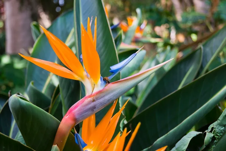 Le migliori piante esotiche da esterno per il tuo giardino o terrazzo