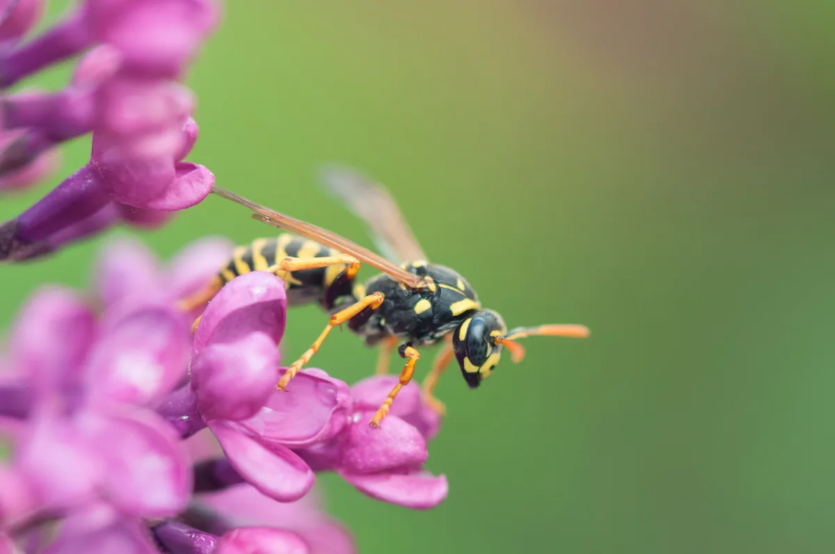 Le migliori piante per allontanare le vespe e i calabroni da casa, balcone e giardino
