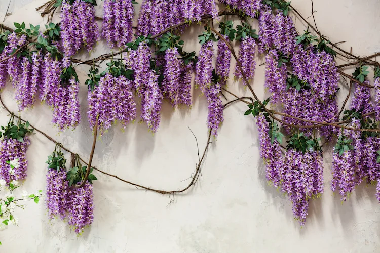 Quali piante fioriscono a maggio?
