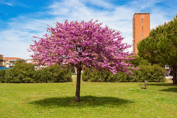 Perché l’Albero di Giuda si chiama così? Dove piantarlo, come prendersene cura e farlo fiorire