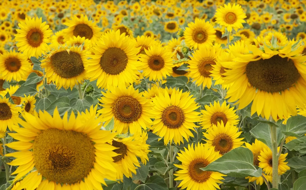 girasoli jpg