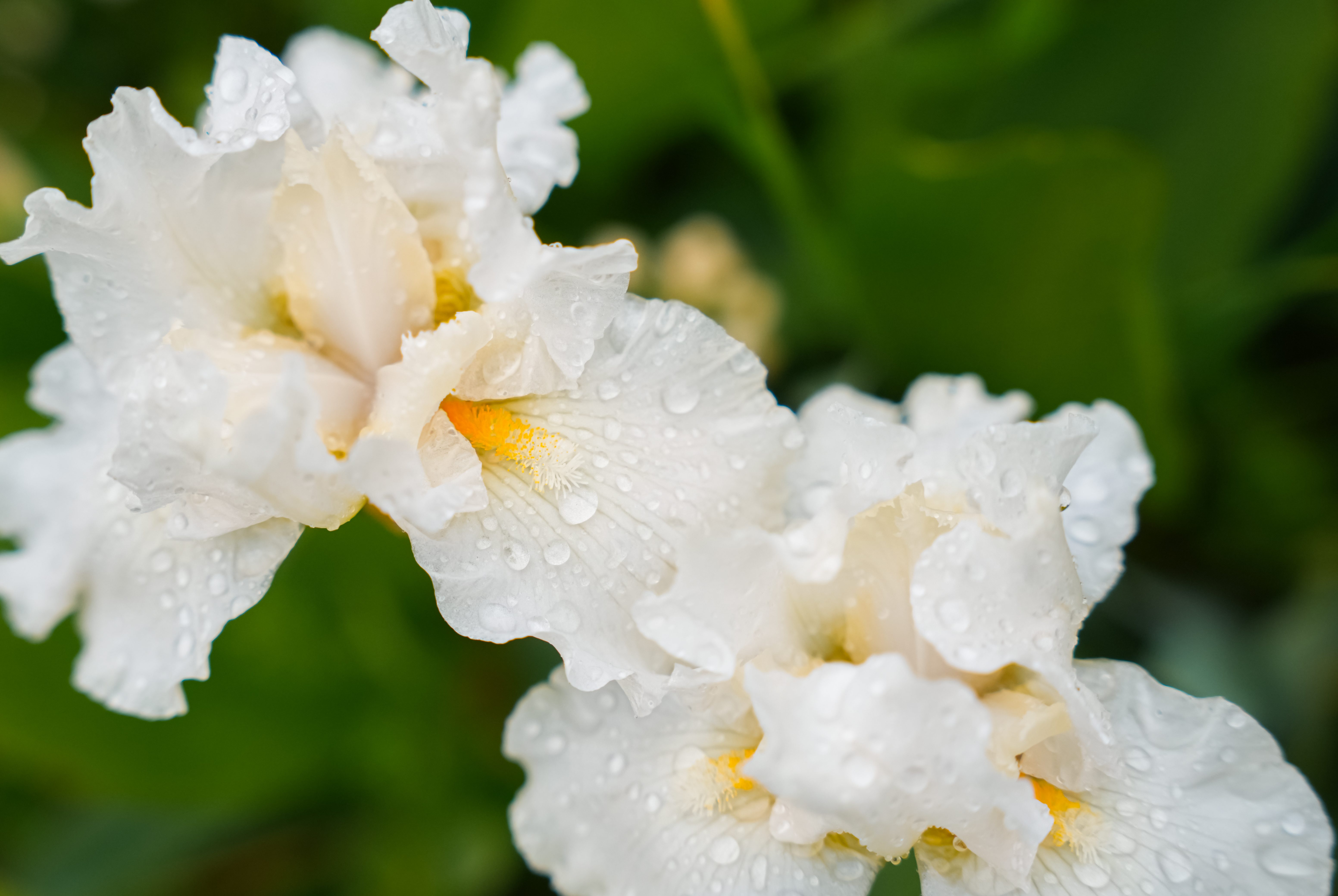 iris