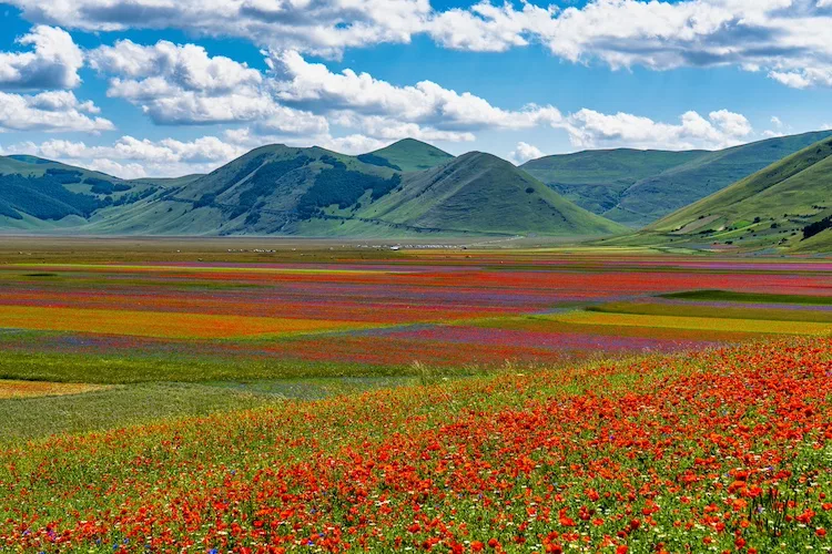 Le più belle fioriture (non solo di tulipani) da ammirare in Italia nel 2024