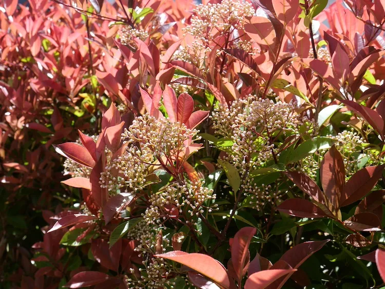 Come coltivare la Photinia Red Robin in vaso o in giardino?