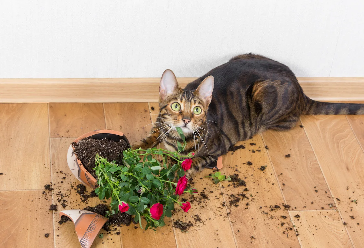 Come tenere il gatto lontano dalle piante e dai vasi di casa