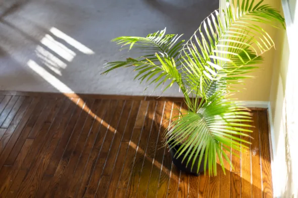 palma areca