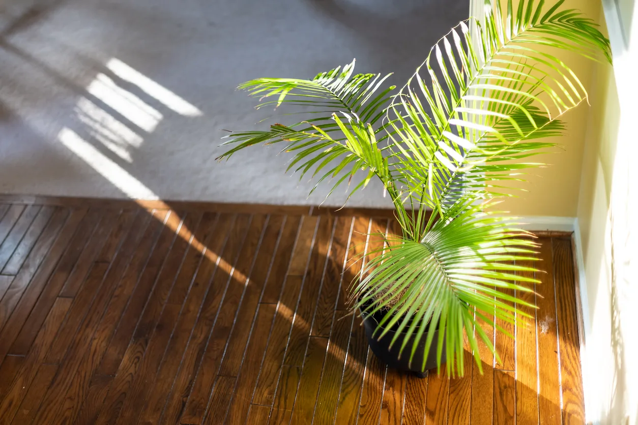 Piante per rinfrescare la casa: ecco le migliori per combattere il caldo