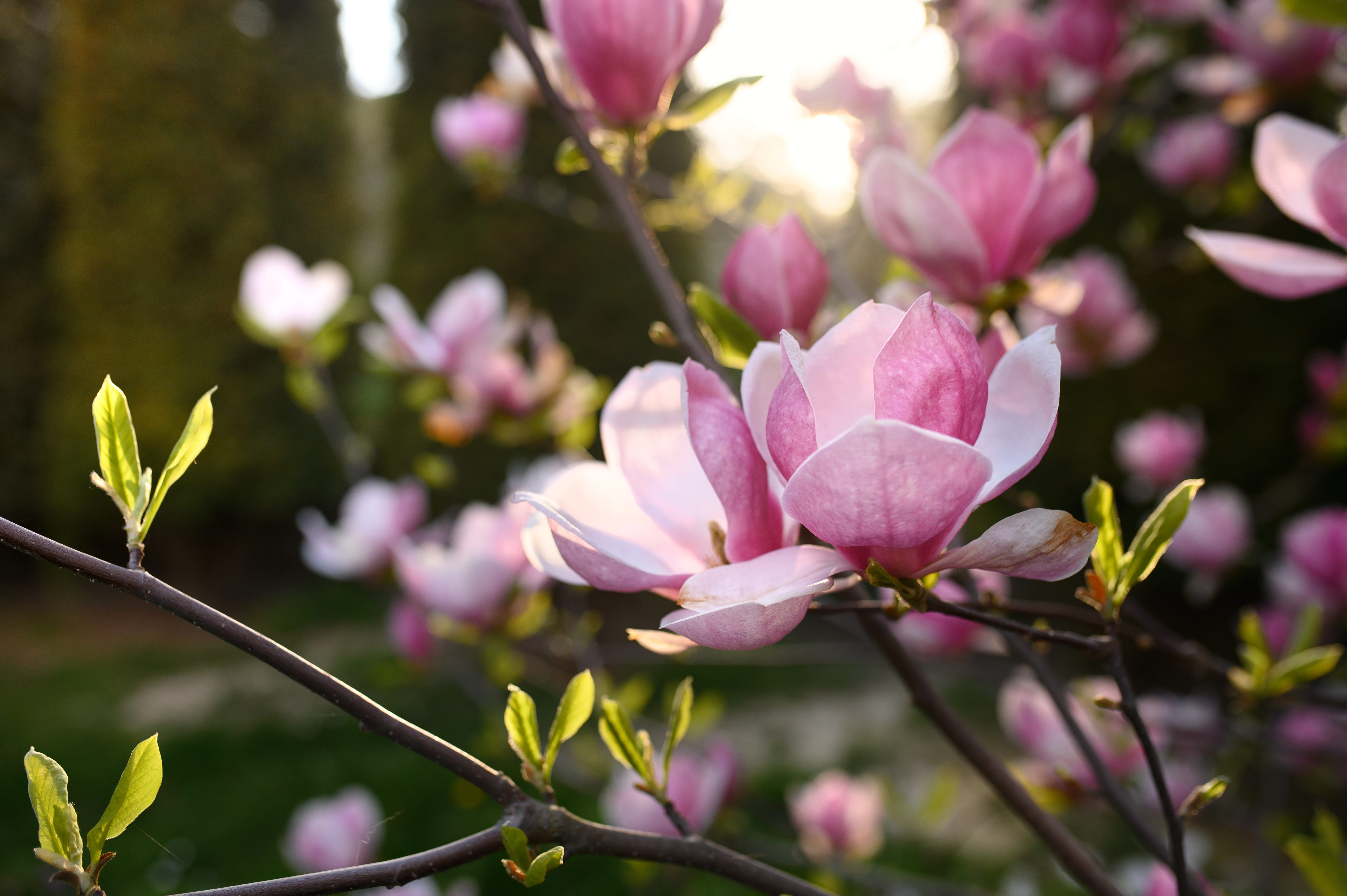 Magnolia