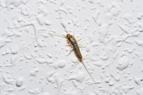 Pesciolini d'argento in casa: cosa sono e come eliminarli definitivamente?