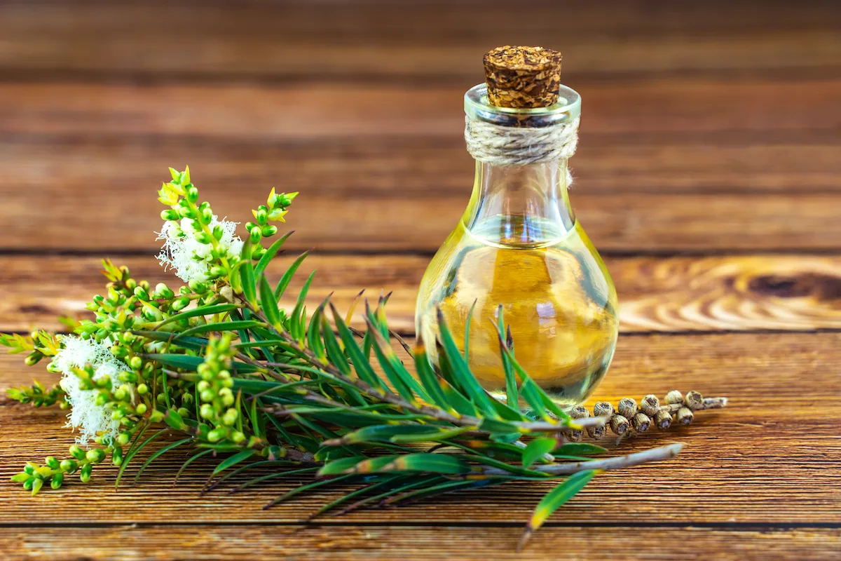Olio Essenziale di Tea Tree kolala