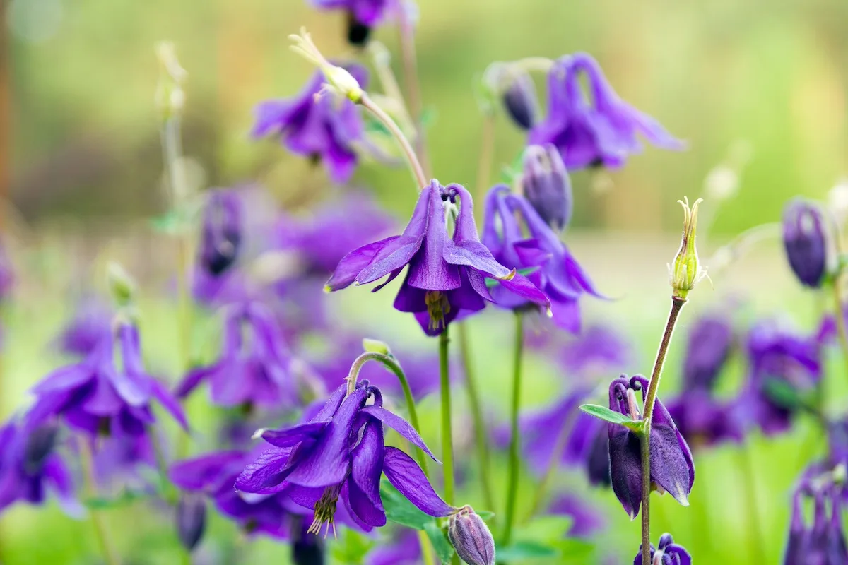 Aquilegia, come coltivarla in vaso