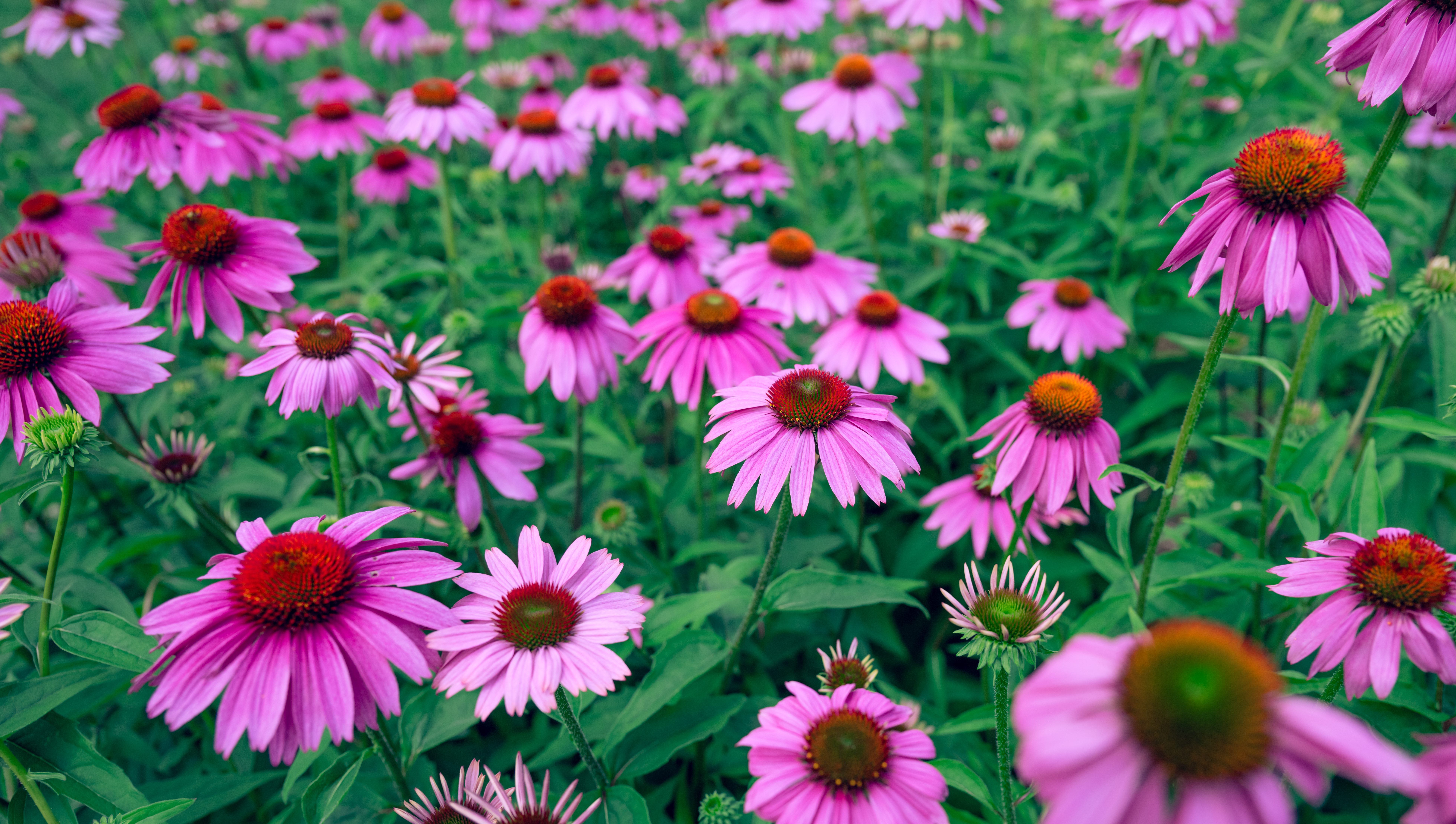 L'echinacea