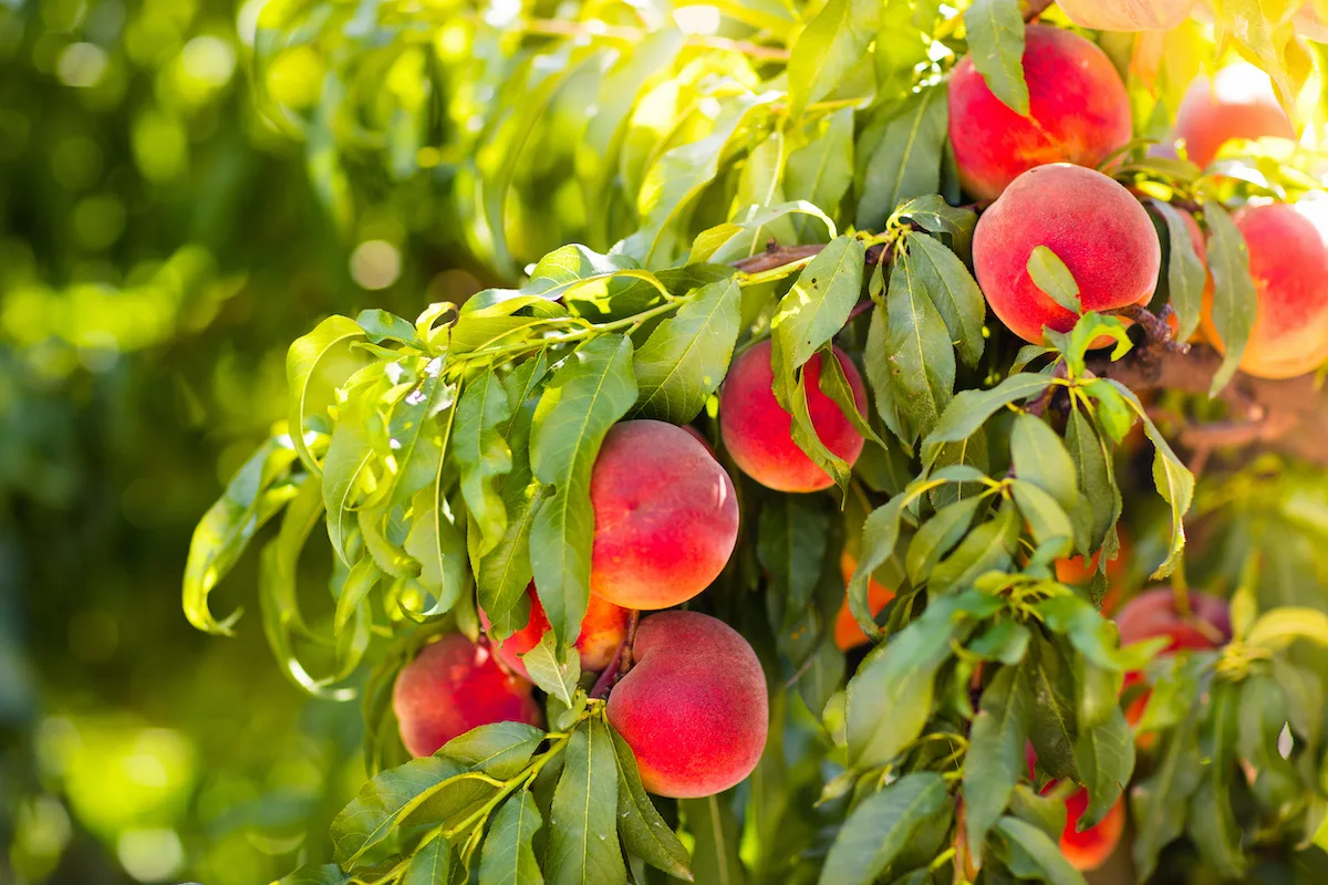 Quali alberi da frutto dovresti piantare nel tuo giardino