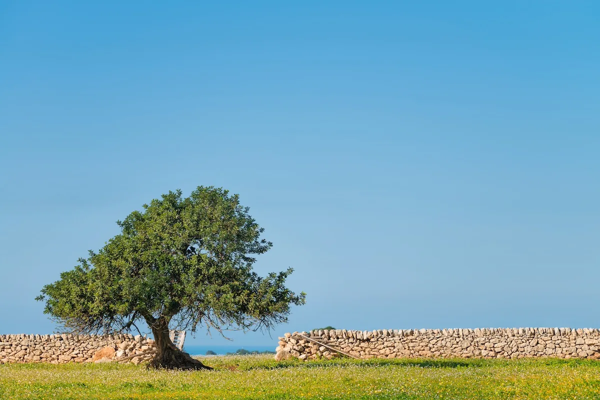 Quali sono i patrimoni immateriali dell’UNESCO in Italia?