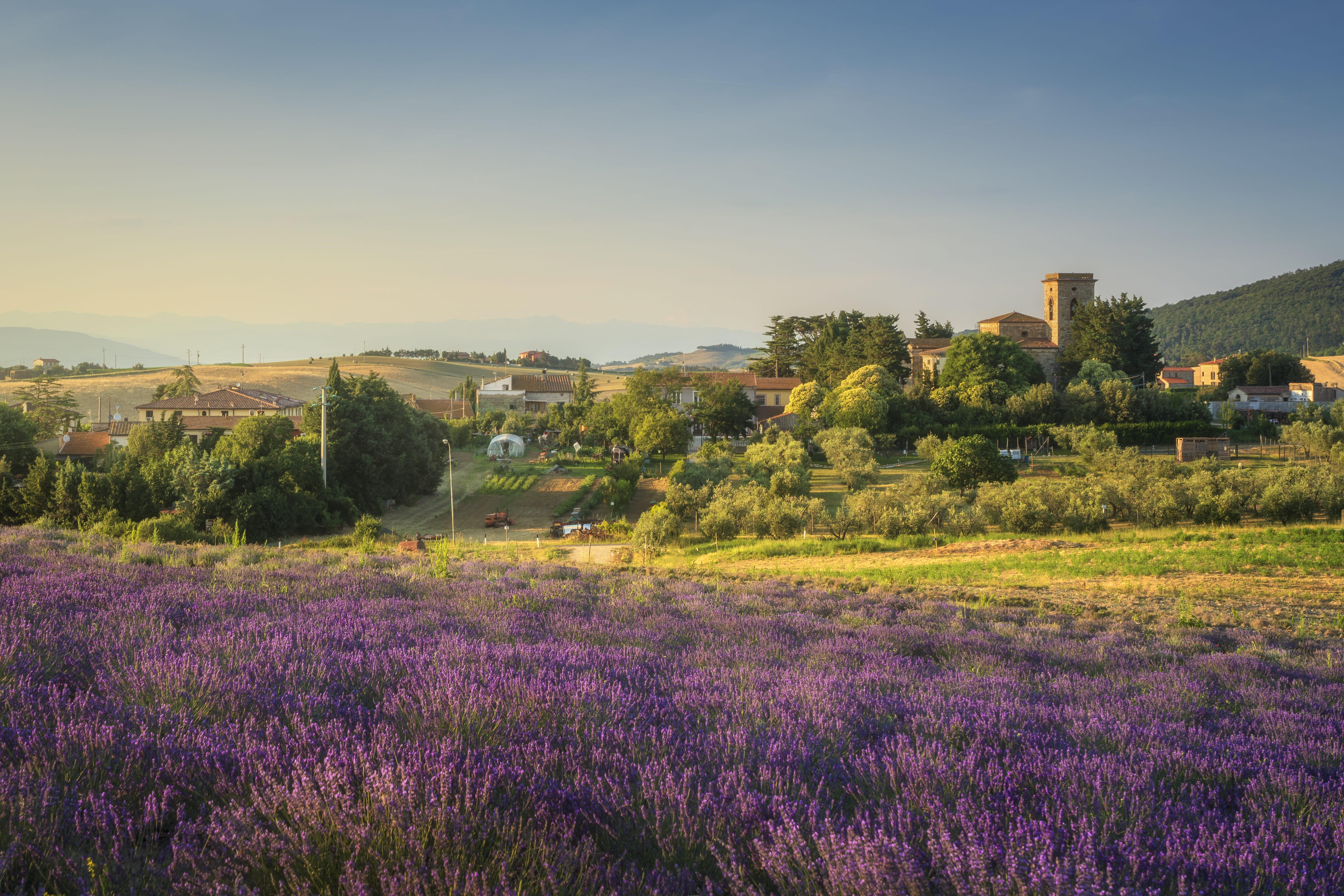 Dove ammirare la fioritura della lavanda in Italia nel 2025 campi di lavanda in Toscana