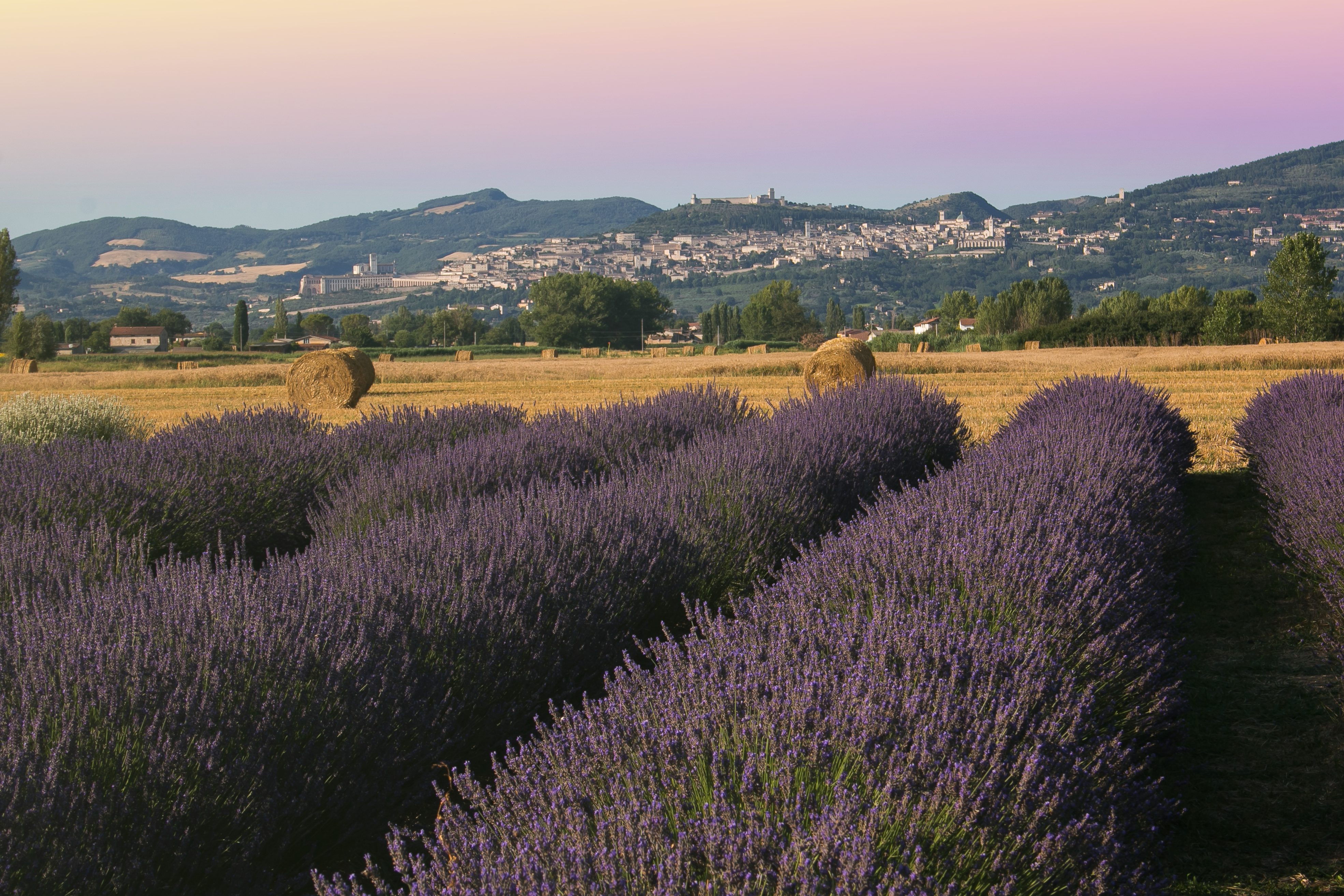 Dove ammirare la fioritura della lavanda in Italia nel 2025 campi di lavanda ad Assisi