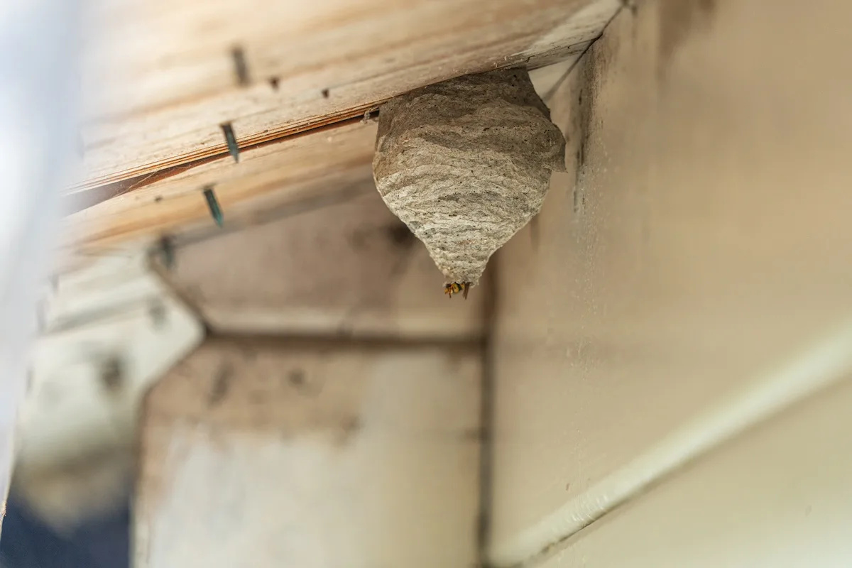 Come capire se si ha un nido di vespe in casa?