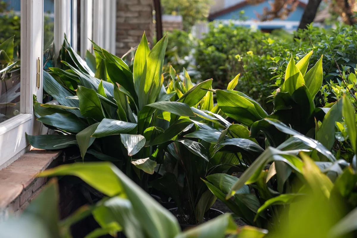 Come prendersi cura dell’Aspidistra e dove posizionarla?