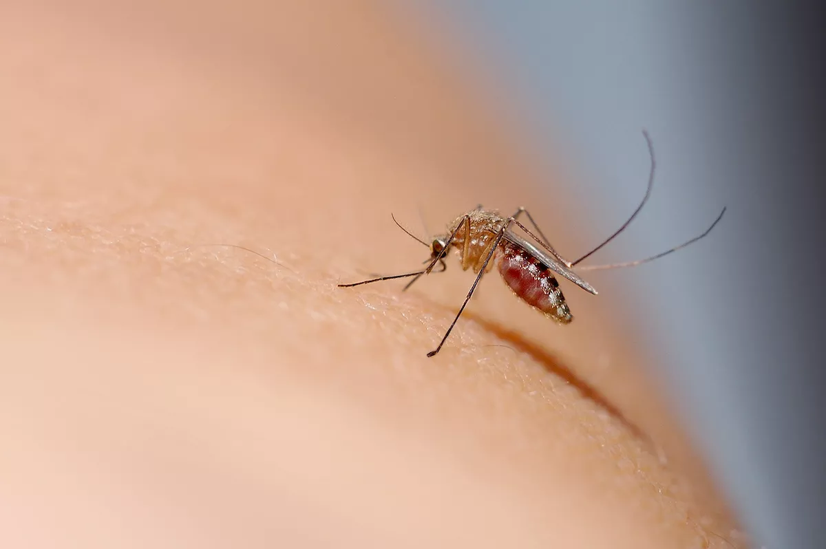 Come realizzare una trappola per zanzare fai da te con l’aceto o con il lievito