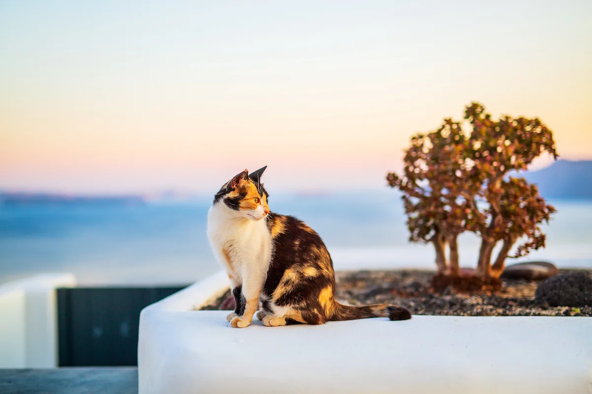 Come vivere gratis in Grecia in cambio di volontariato con i gatti sull’isola di Syros nel 2026