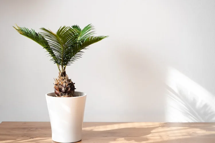 Dove posizionare una pianta di Cycas e come curarla?
