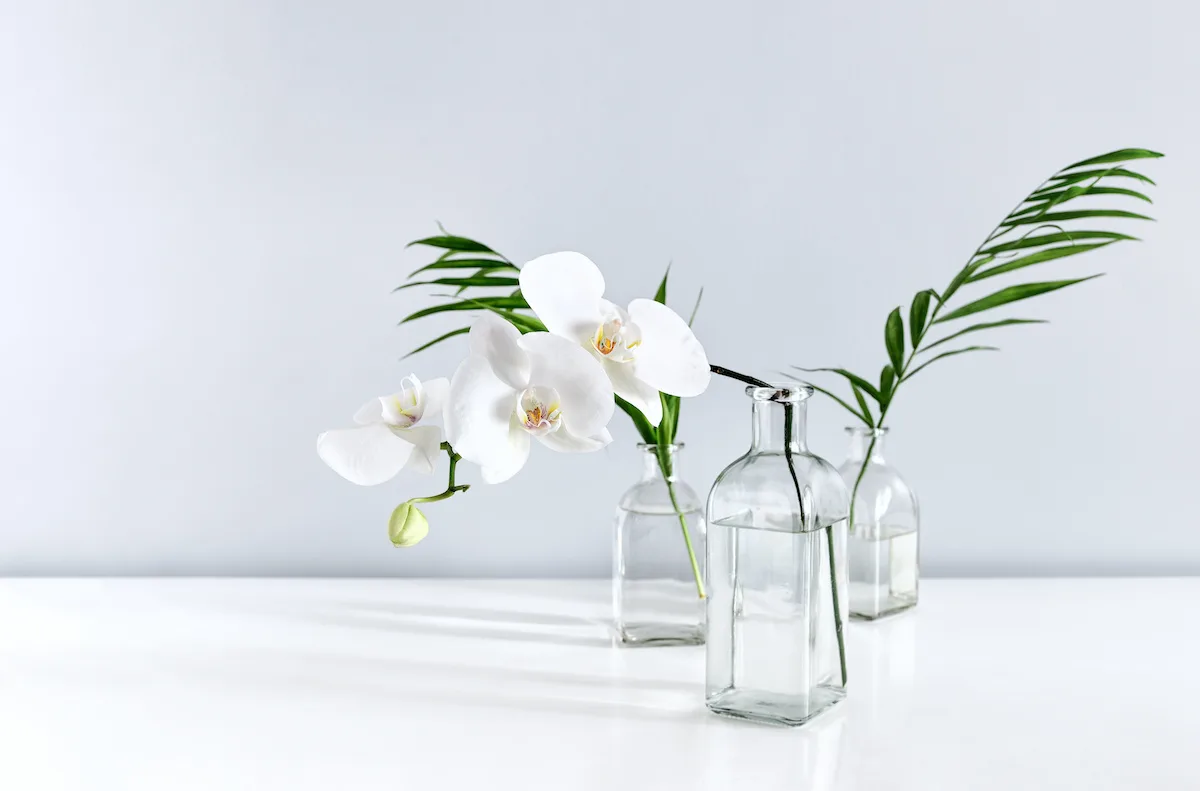 È vero che le orchidee crescono meglio in un vaso trasparente?
