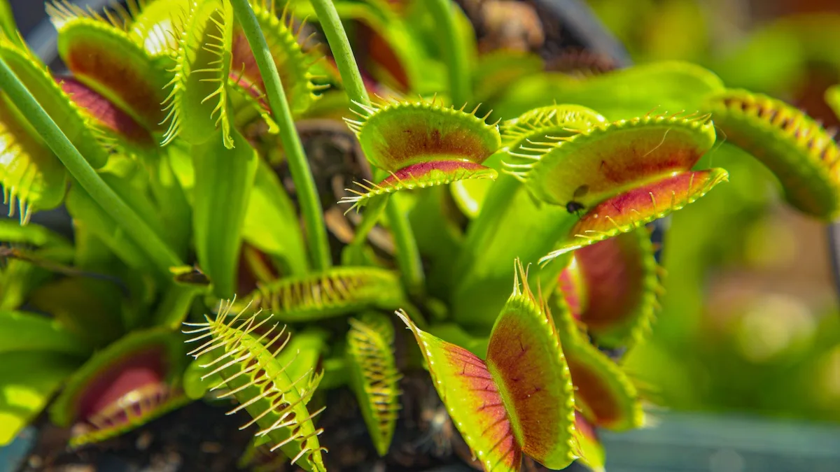 Le piante carnivore mangiano le zanzare?