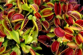 Le piante carnivore sono pericolose per l'uomo e possono davvero mordere?