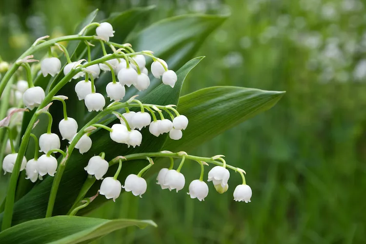Mughetto, come coltivare il fiore della Convallaria majalis