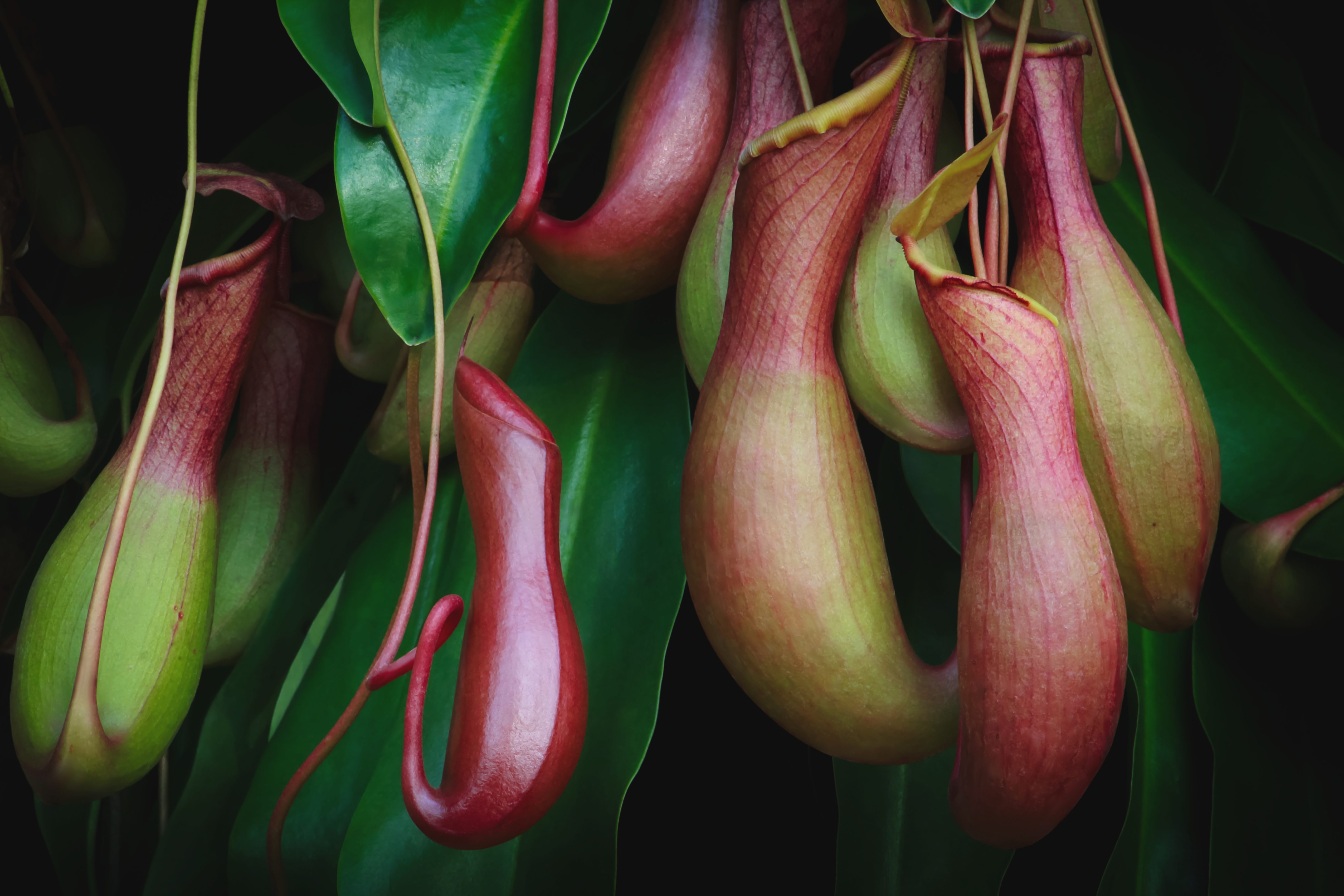 Nepenthes