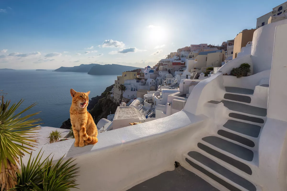 Perché in Grecia ci sono così tanti gatti?