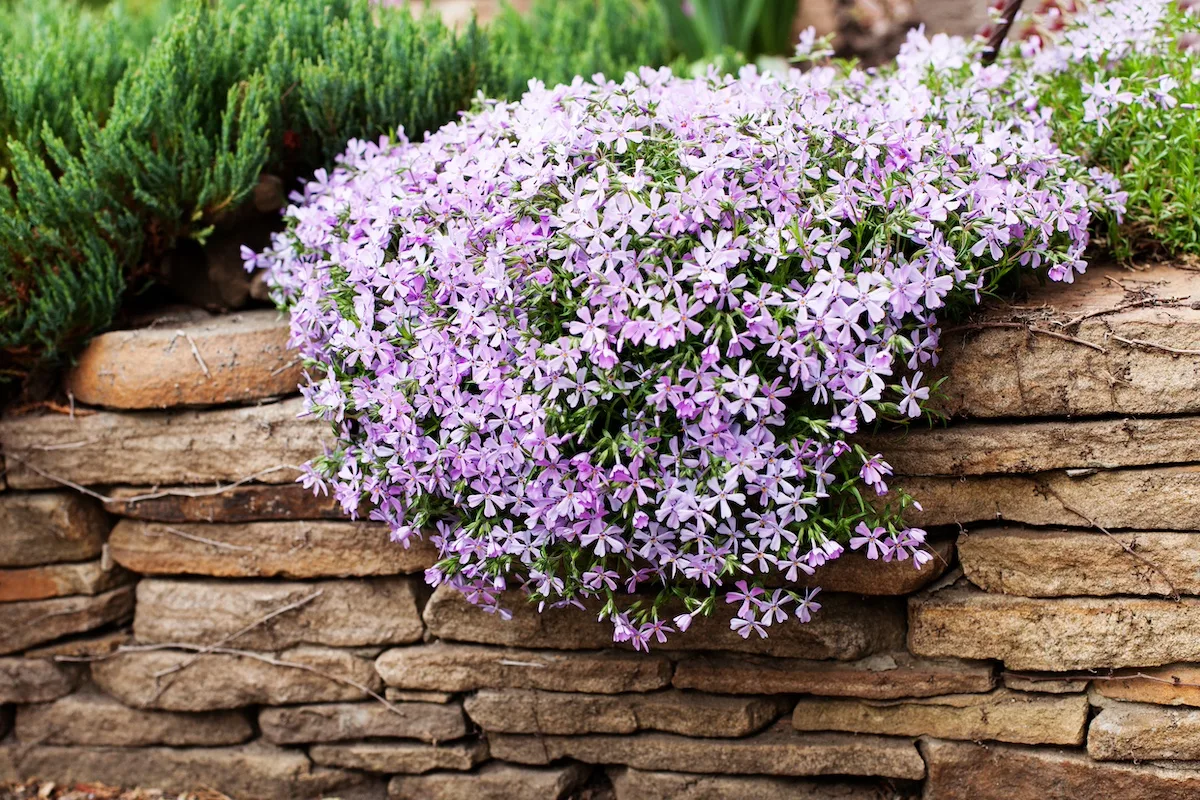 Phlox strisciante in vaso, come prendersene cura per farla fiorire