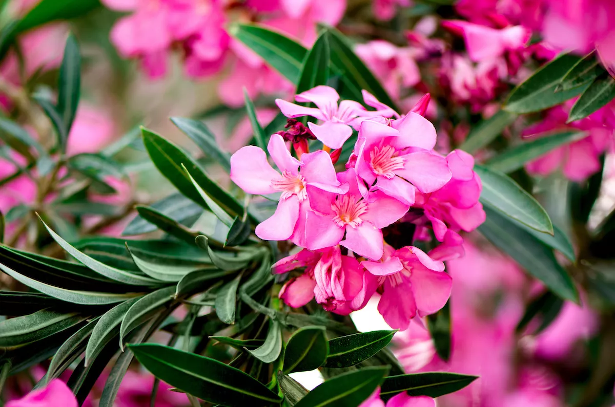Piante tossiche per l’uomo che potresti avere in casa e in giardino