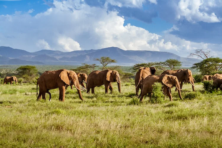 Quali sono i migliori parchi del mondo per fare un safari?