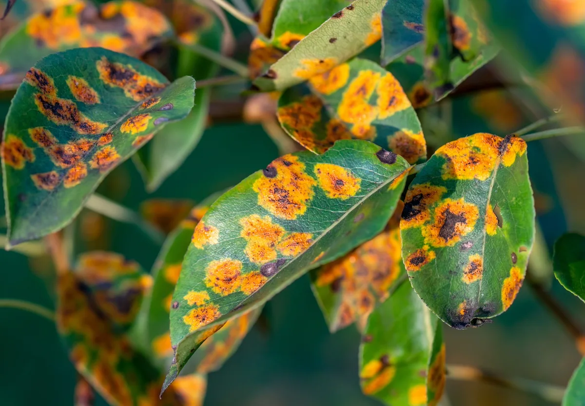Ruggine delle piante: cos’è, cause, prevenzione e rimedi naturali